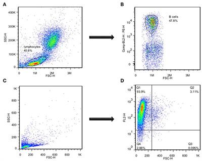 Effects of Live Attenuated Vaccine and Wild Type Strains of Edwardsiella ictaluri on Phagocytosis, Bacterial Killing, and Survival of Catfish B Cells